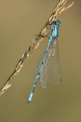 European damselfly (Enallagma cyathigerum) on a blade of grass, Emsland, Lower Saxony, Germany, Europe