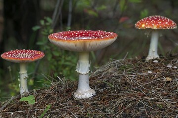 Fly agarics group (Amanita muscaria) on forest soil, toxic, Syddanmark, Denmark, Europe