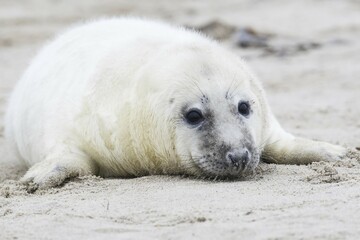 Gray seal (Halichoerus grypus), pup, Heligoland, Schleswig-Holstein, Germany, Europe © Erhard Nerger/imageBROKER