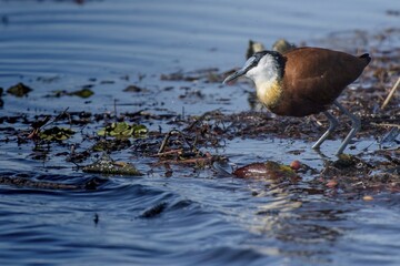 African Jacana (Actophilornis africanus) in water, Moremi Game Reserve, Botswana, Africa