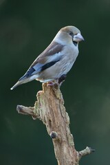 Hawfinch (Coccothraustes coccothraustes), Emsland, Lower Saxony, Germany, Europe