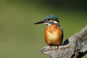 Kingfisher (Alcedo atthis), adult male hunting stand hunting, Middle Elbe Biosphere Reserve, Saxony-Anhalt, Germany, Europe