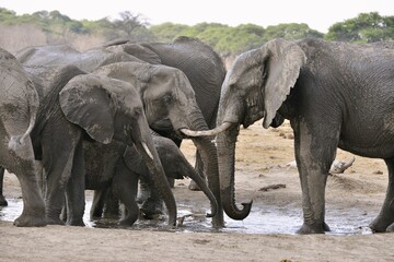 Naklejka premium Elephants (Loxodonta africana) drinking at a waterhole, near Somalisa, Hwange National Park, Matabeleland North, Zimbabwe, Africa