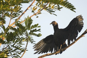 Black Vulture (Coragyps atratus) perched on a tree  branch with outspread wings, Heredia Province, Costa Rica, Central America