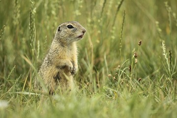 Suslik (Citellus citellus), standing attentively in meadow, Wachau, Lower Austria, Austria, Europe