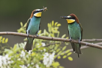 Bee-eaters (Apis mellifera), loot, Rhineland-Palatinate, Germany, Europe