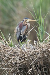 Purple heron (Ardea purpurea) at the nest with young animals, Baden-Württemberg, Germany, Europe