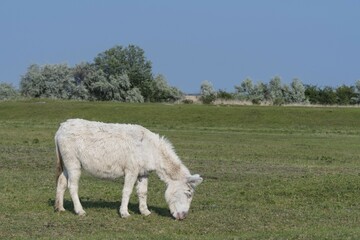 Austria-Hungarian white donkey  (Equus asinus asinus), Neusiedler-See national park , Burgenland, Austria, Europe