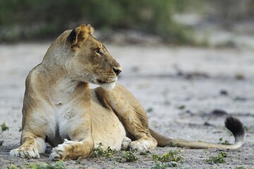 Lion (Panthera leo), resting female, Chobe National Park, Botswana, Africa