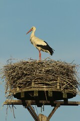 White stork (Ciconia ciconia) standing in its nest, Minden-Lübbecke district, North Rhine-Westphalia, Germany, Europe