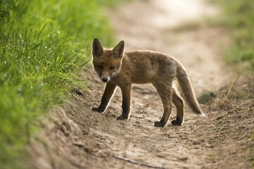 Young red fox (Vulpes vulpes) on path, Young Animal, Puppy, Baden-Württemberg, Germany, Europe