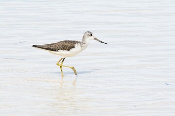 Common Greenshank (Tringa nebularia) runs in water, Praslin, Seychelles, Africa