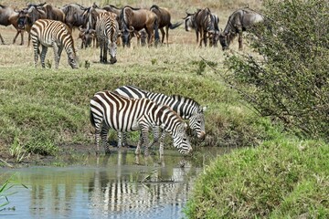 Zebras (Equus quagga), Maasai Mara National Reserve, Serengeti, Rift Valley Province, Kenya, Africa