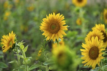 Fototapeta premium Sunflower (Helianthus), sunflower field, North Rhine-Westphalia, Germany, Europe