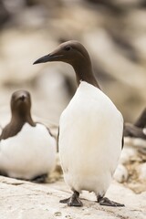 Fototapeta premium Common Guillemots (Uria aalge), Farne Islands, Northumberland, England, United Kingdom, Europe