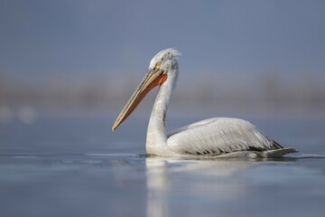 Dalmatian Pelican (Pelecanus crispus), swimming on water, Kerkini lake, Macedonia, Greece, Europe