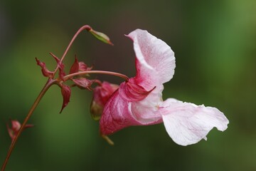 Himalayan balsam (Impatiens glandulifera), flower, Schleswig-Holstein, Germany, Europe