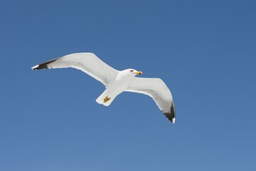 European herring gull (Larus argentatus) in flight in front of blue sky, Bonifacio, Corsica, France, Europe
