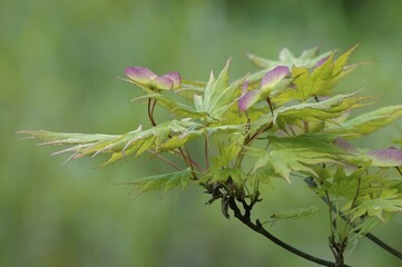 Japanese Maple (Acer palmatum)