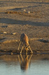 Black-Faced Impala (Aepyceros melampus petersi), male, drinking at a waterhole in the last light of...
