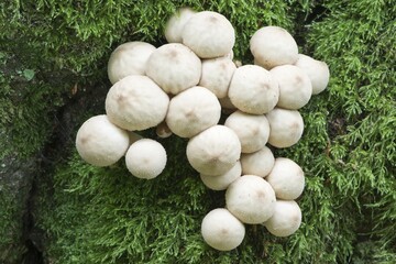 Common puffball (Lycoperdon perlatum), Lower Saxony, Germany, Europe