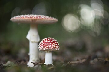 Fly agarics (Amanita muscaria), Emsland, Lower Saxony, Germany, Europe