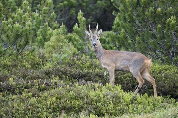 Roebuck (Capreolus capreolus) in its habitat, Stubai Valley, Tyrol, Austria, Europe
