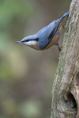 Eurasian Nuthatch (Sitta europaea), Emsland, Lower Saxony, Germany, Europe