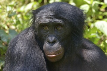 Bonobo (Pan paniscus), portrait, Lola ya Bonobo Sanctuary, Kimwenza, Mont Ngafula, Kinshasa, Democratic Republic of the Congo