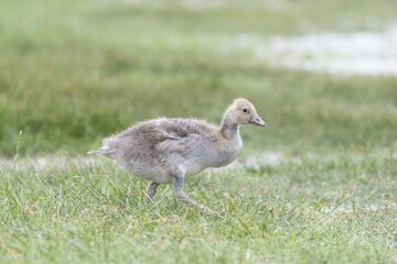Young greylag goose (Anser anser), National Park Neusiedler See, Seewinkel, Burgenland, Austria, Europe