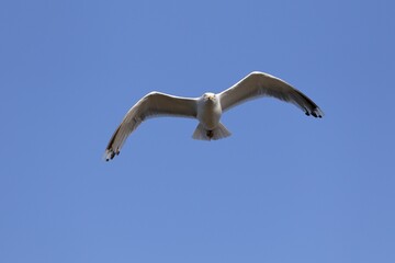European herring gull (Larus argentatus), in flight, Mecklenburg-Western Pomerania, Germany, Europe
