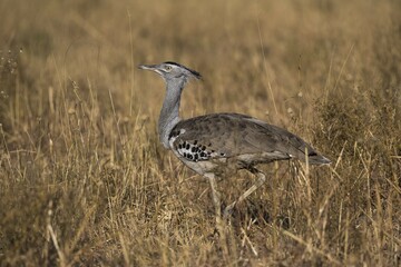 Kori bustard (Ardeotis kori) in dry grass, largest flying bird native to Africa,  Chobe National Park, Botswana, Africa