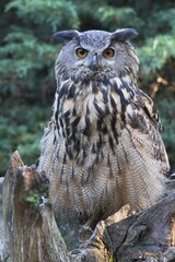 Eurasian eagle-owl (Bubo bubo), Emsland, Lower Saxony, Germany, Europe