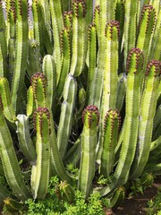 Canary Island Spurge (Euphorbia canariensis), flowering, La Palma, Canary Islands, Spain, Europe
