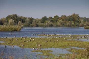 Birds and geese, bird reserve, nature reserve, septic drain fields, Münster, Münsterland, North Rhine-Westphalia, Germany, Europe