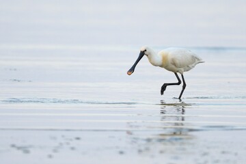 Common spoonbill (Platalea leucorodia), walking in the water, Texel, North Holland, Netherlands