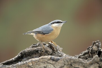 Obraz premium Nuthatch (Sitta europaea)