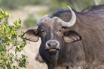 Cape buffalo (Syncerus caffer) with a horn, Ol Pejeta Reserve, Kenya, Africa