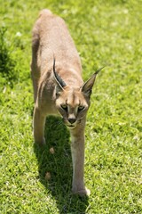 Caracal (Caracal caracal), age 18 months