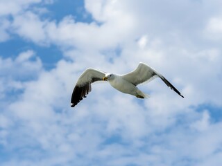 Kelp Gull (Larus dominicanus) in flight, Walvis Bay, Erongo Region, Namibia, Africa