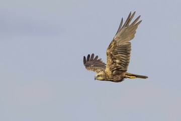 Flying Western marsh-harrier (Circus aeruginosus), female, Texel, North Holland, Netherlands