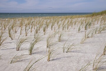 Dune plant with beach oat (ammophila), peninsula Fischland-Darß-Zingst, national park...