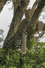 Leopard (Panthera pardus) sits on the tree, Masai Mara, Kenya, Africa