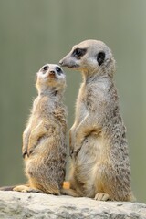 Meerkats (Suricata suricatta), native to Africa, captive, Baden-Württemberg, Germany, Europe