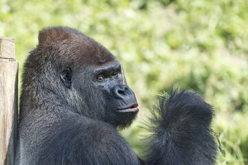 Obraz premium Western lowland gorilla (Gorilla gorilla gorilla) leaning on tree trunk, profile, captive