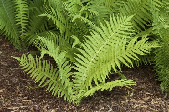 Ostrich fern, fiddlehead ferns or shuttlecock fern (Matteuccia struthiopteris), prevalent in Europe