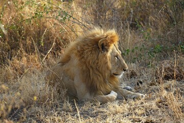 African Lion (Panthera leo), male resting camouflaged in dry grass, Serengeti National Park,...