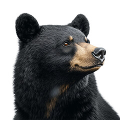 Black bear with a brown nose and brown ears is staring at the camera