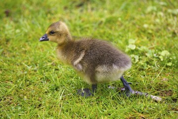 Greylag goose (Anser anser), chick walking in meadow, Schleswig-Holstein, Germany, Europe