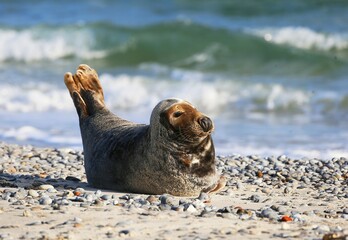 Grey Seal (Halichoerus grypus) on the beach, Heligoland, Schleswig-Holstein, Germany, Europe © Marc Schmerbeck/imageBROKER